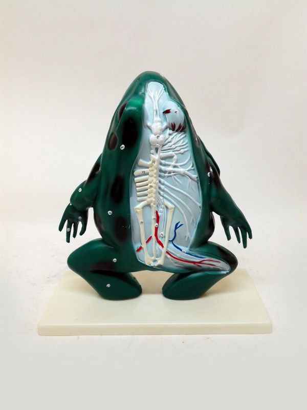 figura rana diseccionada.plastico-resina 37x34.5x16 (10eu.) 1u